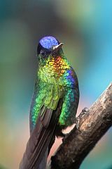 Fiery-throated Hummingbird
